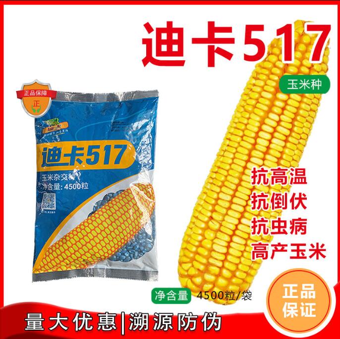 新种高产玉米种迪卡517抗倒立杆脱水快籽粒直收省心好玉米 紫杆  迪卡