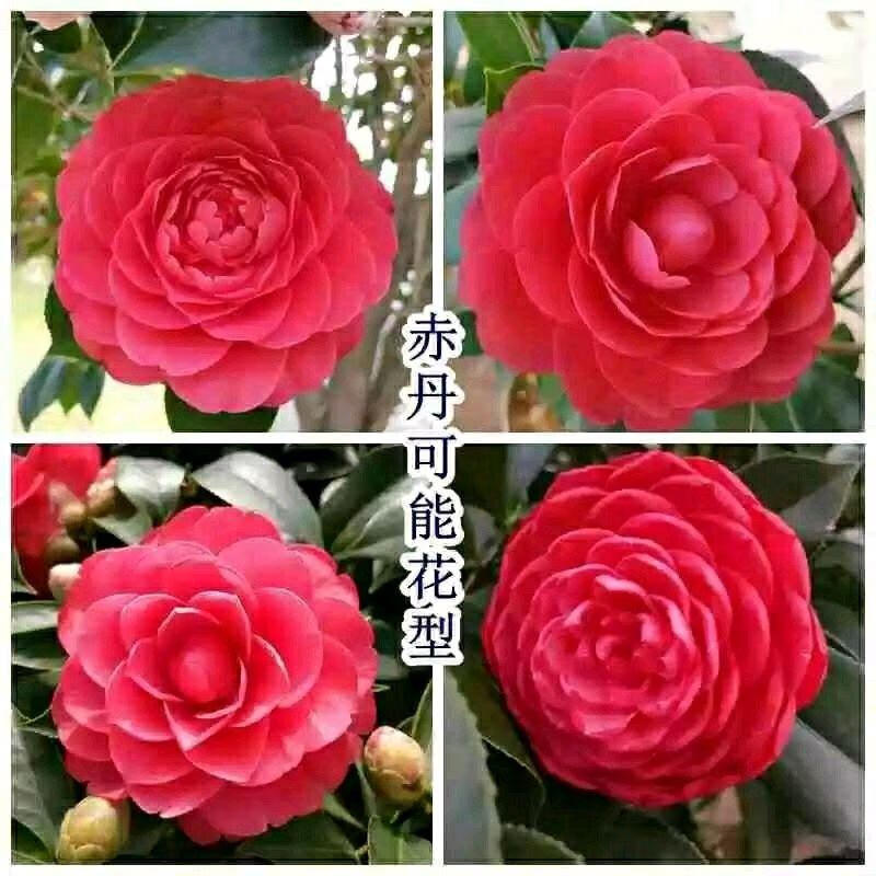 十八学士茶花品种按销量倒序商品比价销量最多收藏好评排行榜