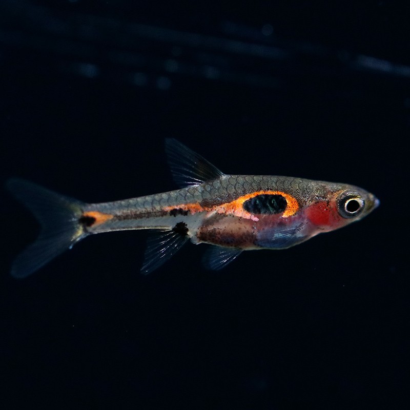 鱼官儿小型微型鱼小丑鱼火翅金钻喷火灯霓虹燕子小型淡水活体宠物鱼