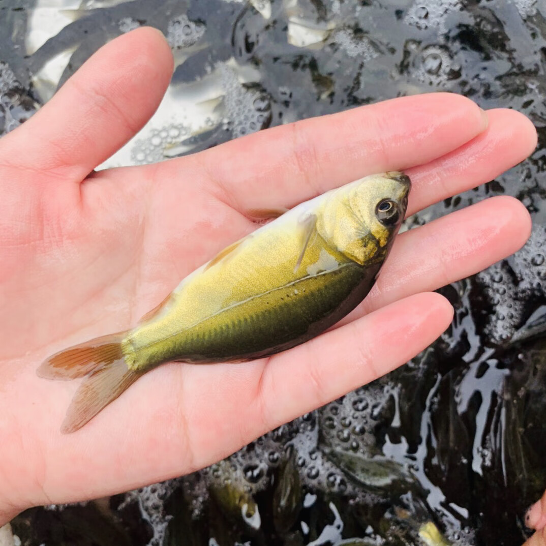 裸鲤鱼鱼苗无甲无磷小鲤鱼活体好养淡水德国境鲤养殖特大食用裸斑 5条