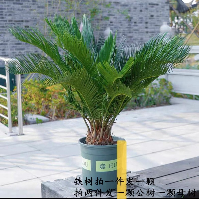 秋芊卉精品铁树大型盆景四季常青公母铁树室内外地栽盆栽耐寒耐热 球
