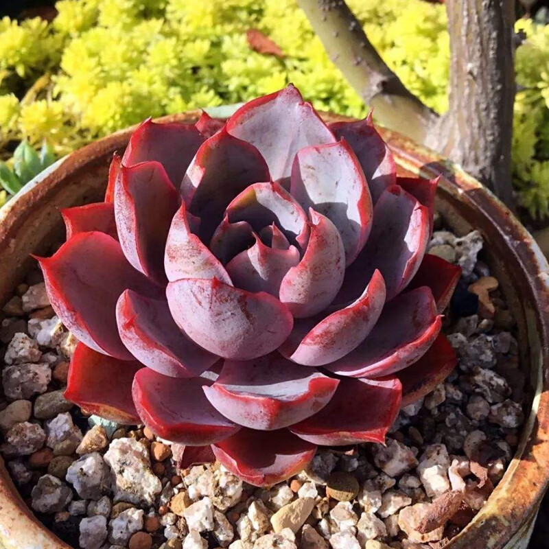 轩林美 多肉新手套餐 多肉植物盆栽组合套装 肉肉植物 赫拉 4-6cm【aa