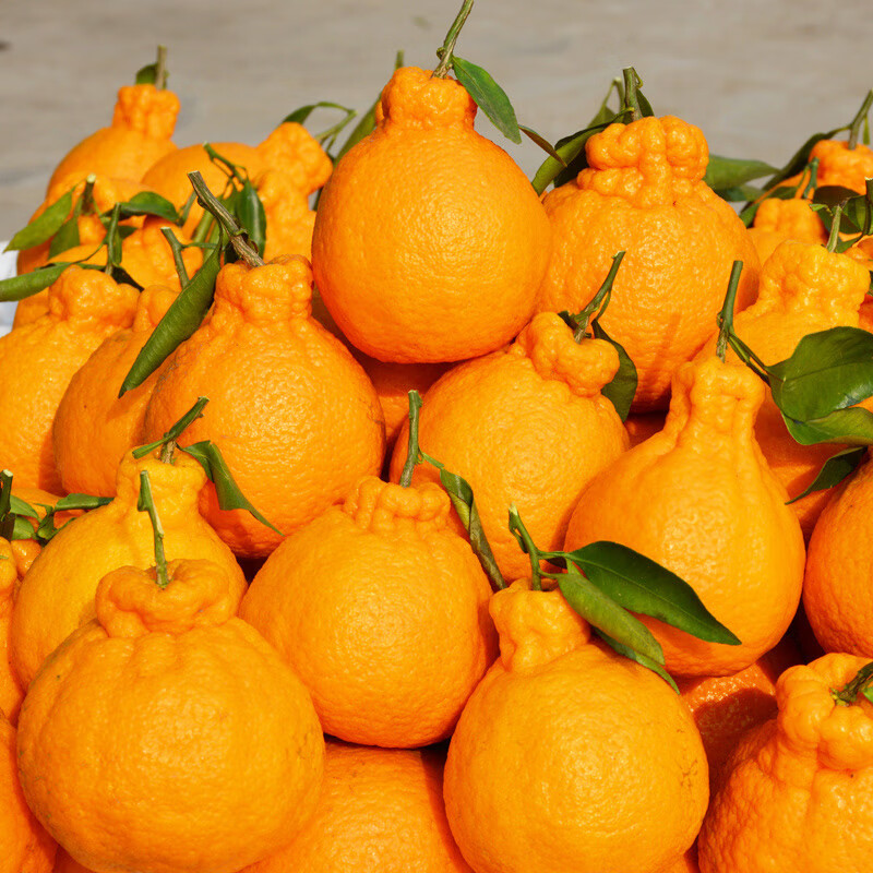 牛爱鲜丑橘丑柑四川丑柑不知火柑橘新鲜水果 不知火丑橘净重8.5斤单果80mm+ 新鲜