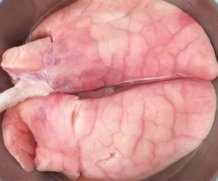 伯贤 猪肺新鲜半熟猪肺子农家黑猪肺现杀干净肺头肚肺汤原料土猪肺片