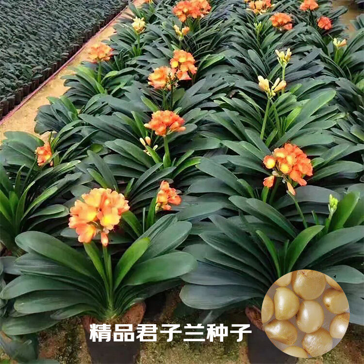 萌肉居精品君子兰种子彩兰种子花卉绿植室内外植物花种子君子兰种子12