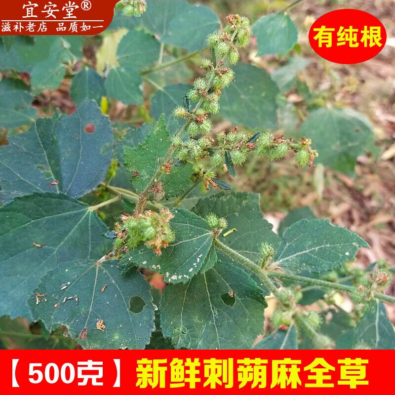 天然新鲜刺蒴麻 全草现采黄花地桃花 材黄花虱麻头缡头婆 新鲜根 500g