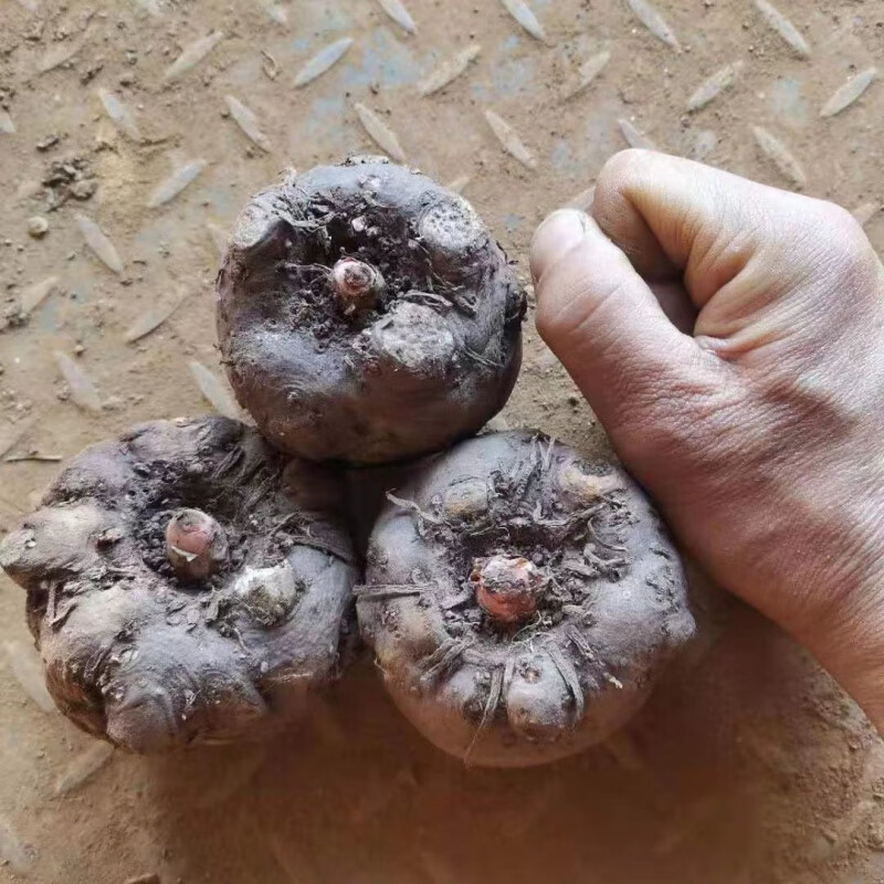 云南魔芋种子批发高产一代二代种云南花魔芋杆新鲜脱水消毒 二代种