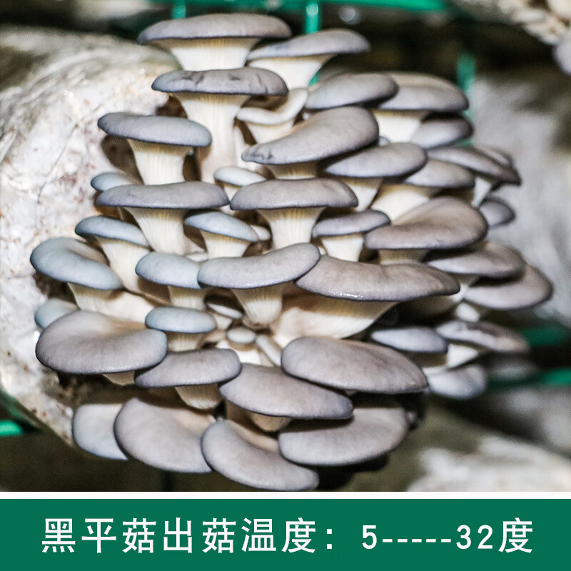 蘑菇菌种菌包平菇金针菇香菇灵芝种植家种菌菇种植包家庭食用菌棒 黑