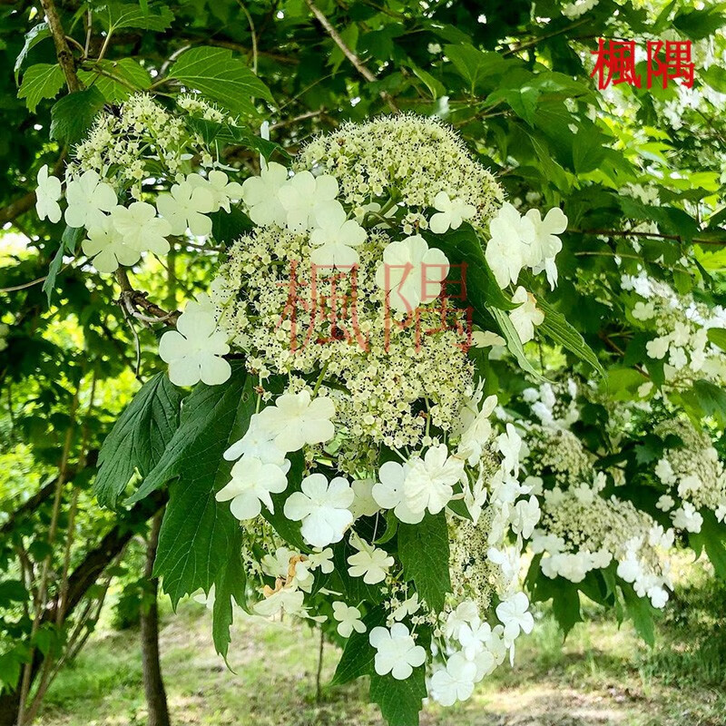 楓隅天目琼花种子观花种籽四季多年生观叶种孑 天目琼花种子一斤