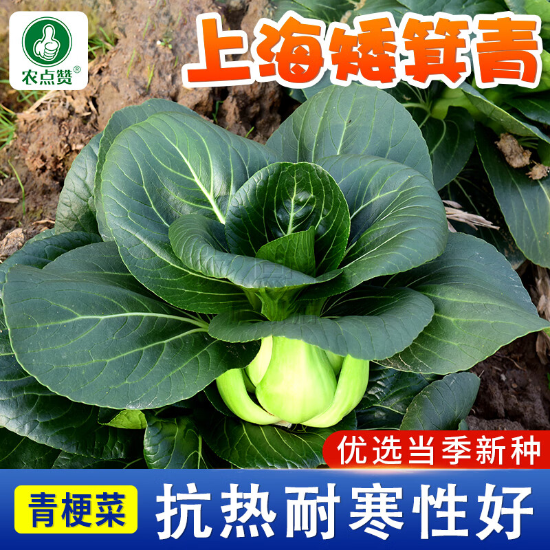 农点赞 上海青种子蔬菜种子矮脚小青菜种子菜籽种子蔬菜种植阳台种子