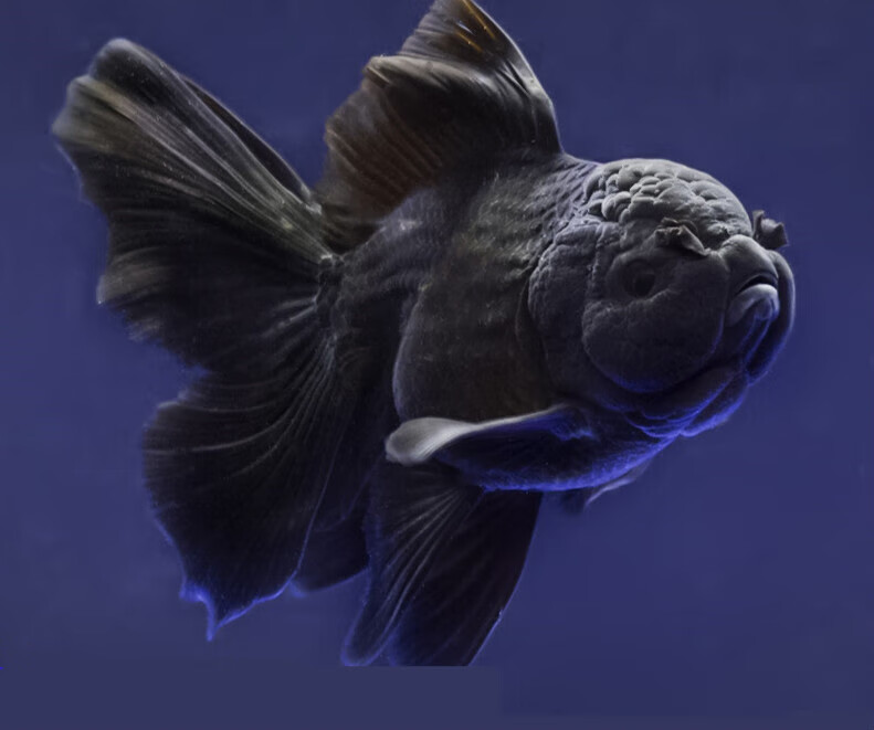 clcey百褶黑泰狮精品金鱼活1元宝包金菠萝头冷水精品包活好 6-7cm精品