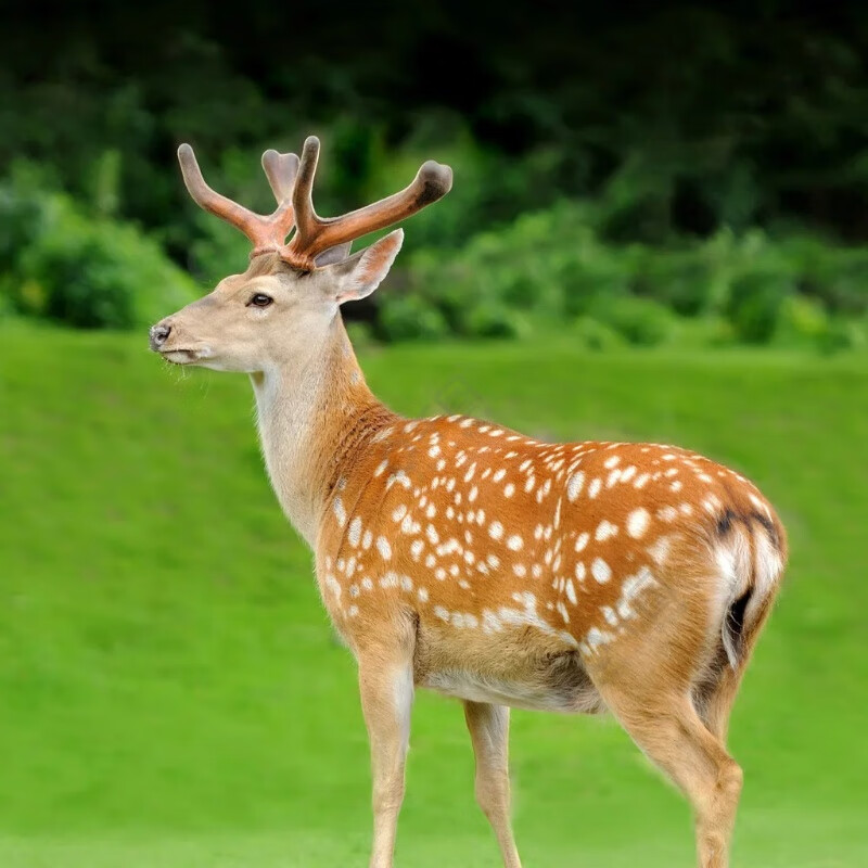 牧羊人工养殖梅花幼崽梅话鹿活体观赏驯化鹿小鹿苗成年梅鹿驯养