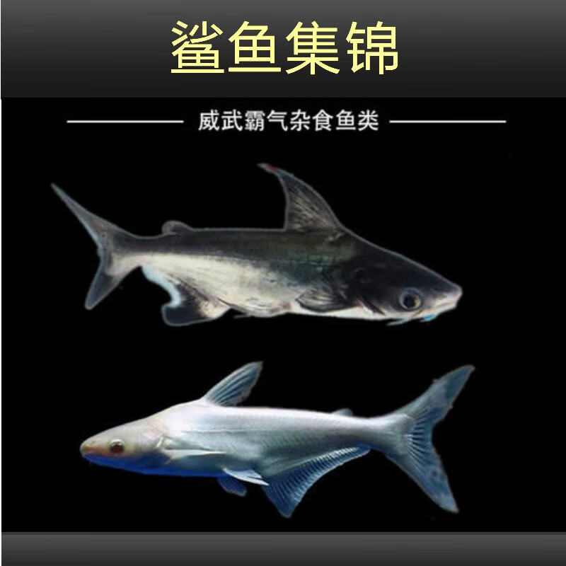 乐淘逸宠淡水鲨鱼活体热带观赏鱼大型虎头鲨龙鱼配鱼 8-10cm蓝鲨2条