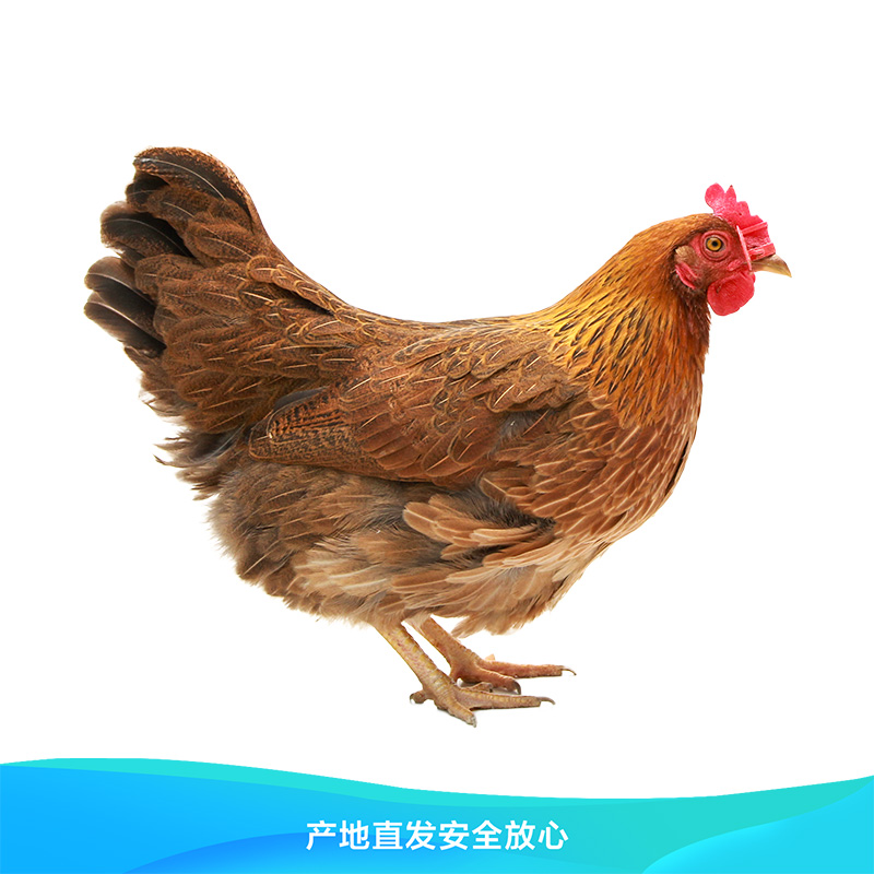 一天加一天 清远麻鸡月子鸡母鸡农家鸡9个月  新鲜现杀农场直发 9个月