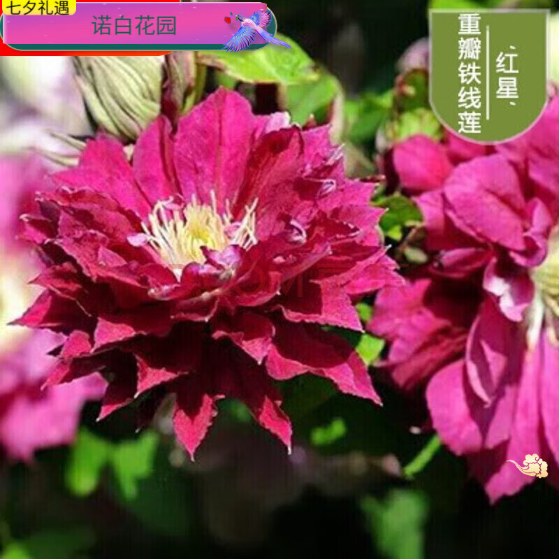 大花重瓣阳台开 红星 铁线莲根不含盆