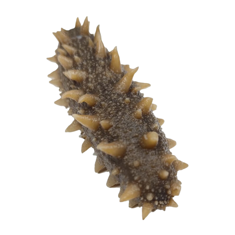 海参价格走势图分析|海参价格历史