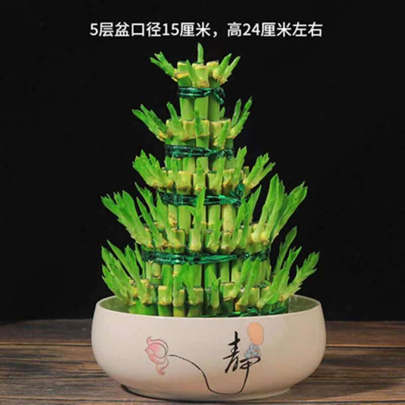 百婉集 富贵竹盆栽节节高水培观音竹荷花竹客厅室内茶几步步高转运竹