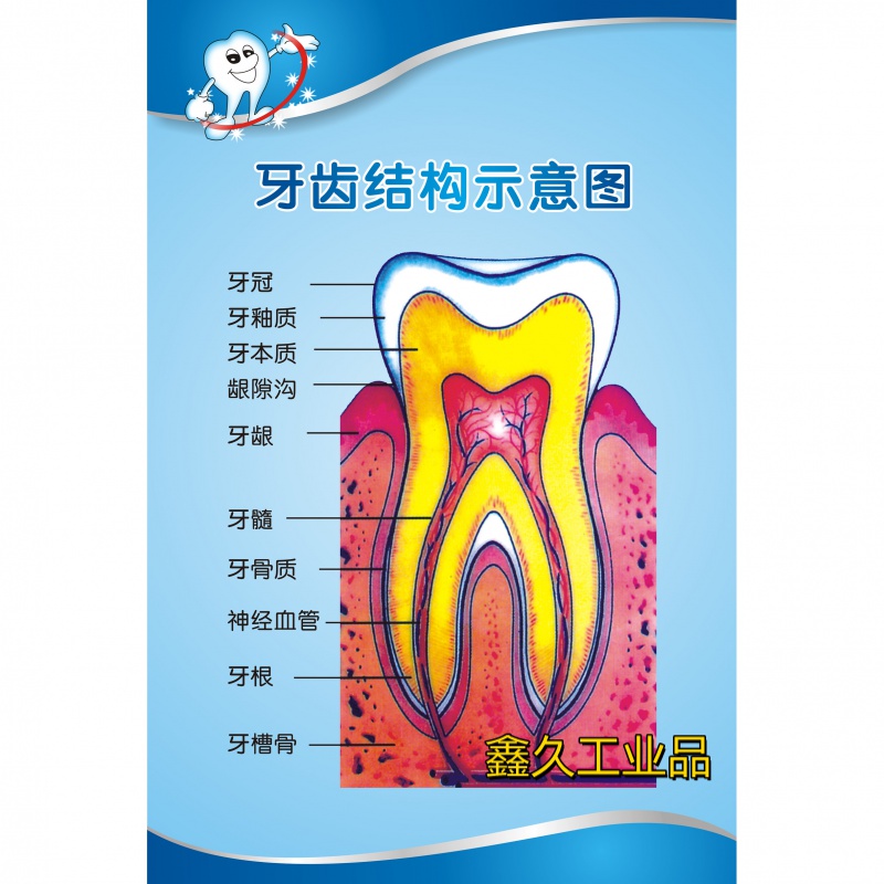 定制适用牙齿结构图牙齿疾病构造成人牙列知识口腔医院装饰画海报贴画