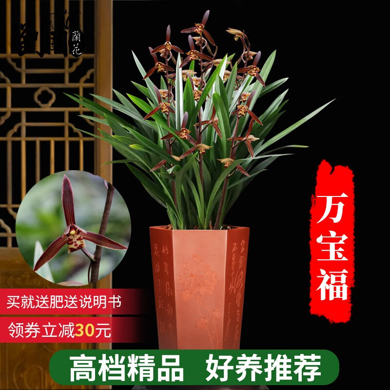 劉閣蘭花建兰四季兰花苗十里桃花 现带浓香花苞出售 有香味的花卉绿植盆栽 墨兰万宝福2苗连体裸根