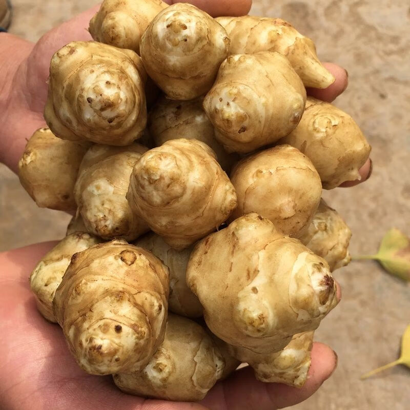 囧仙子鮮洋姜 新鮮洋姜鬼子姜現(xiàn)挖洋姜蛋洋生姜洋芋頭甜姜2斤5斤 洋姜 5斤