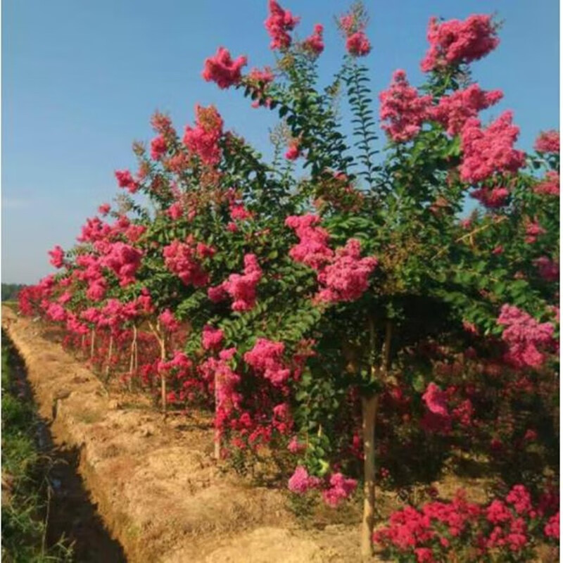 御春阁批发绿化苗木 紫薇苗 速生紫薇 红花紫薇苗 紫薇小苗 紫薇树苗