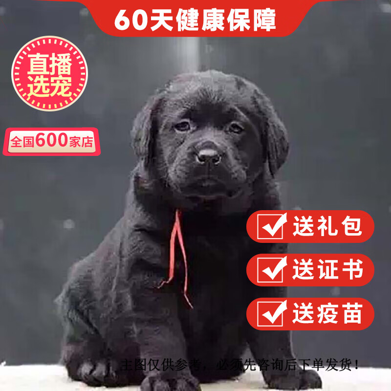 优宠奇派拉布拉多幼犬活体狗纯种宠物狗狗拉布拉多小Q导盲犬幼崽 血统级 黑色A 公属于什么档次？