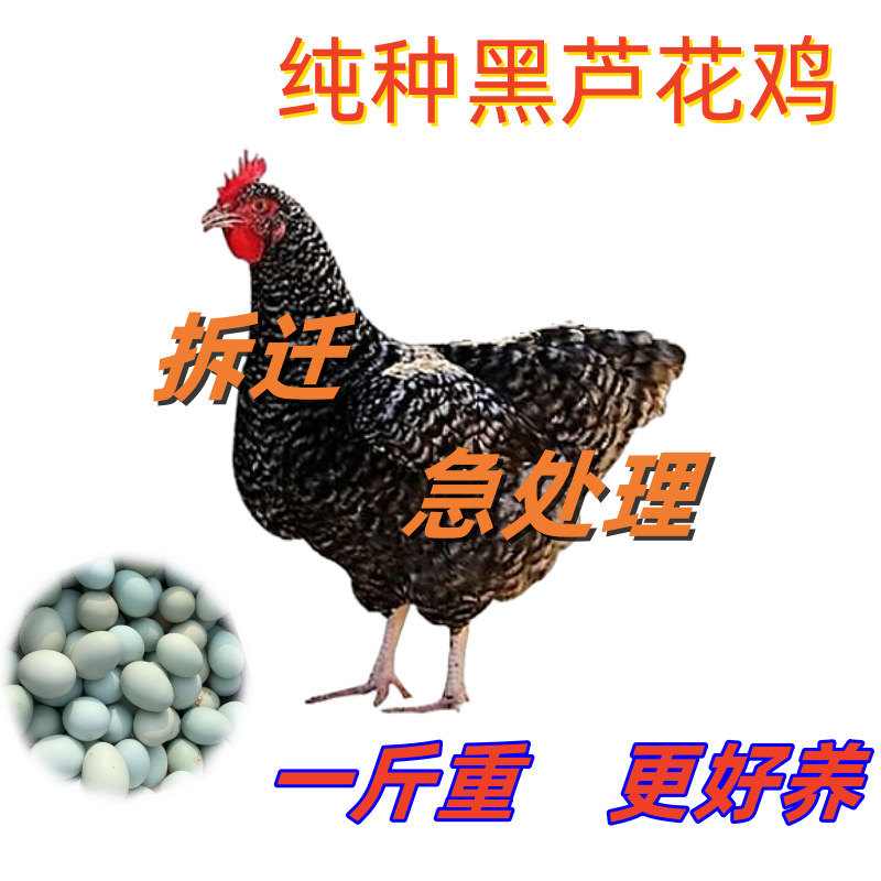 一斤正宗散养芦花鸡黑芦花纯种芦花鸡汶上芦花鸡小鸡成年芦花鸡 一斤