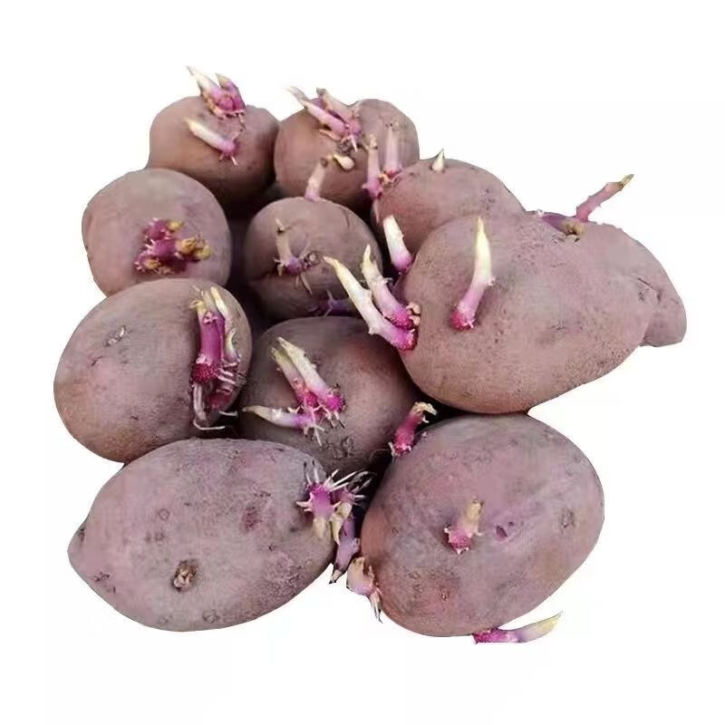 云南红皮土豆种子老品种黄心洋芋种植苗高产马铃薯种子带芽土豆种