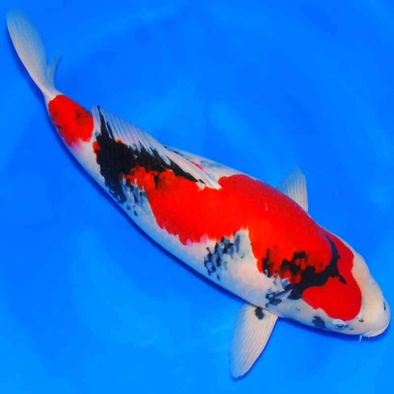 语涧(yujian)高档观赏鱼日本纯种锦鲤红白昭和三色锦鲤淡水冷水鱼耐活