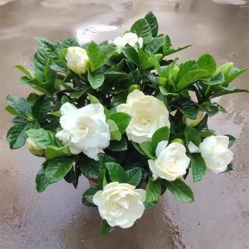 秋芊卉带花苞牡丹丛生浓香栀子花阳台室内盆栽花卉四季开花枝子花植物 牡丹大叶丛生栀子花中盆 树脂花盆栽好发货