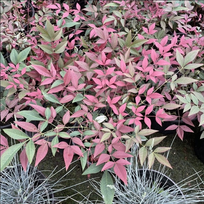 牵挂南天竺红宝石盆景老桩耐寒植物观叶南天竹红宝石树苗庭院阳台 红