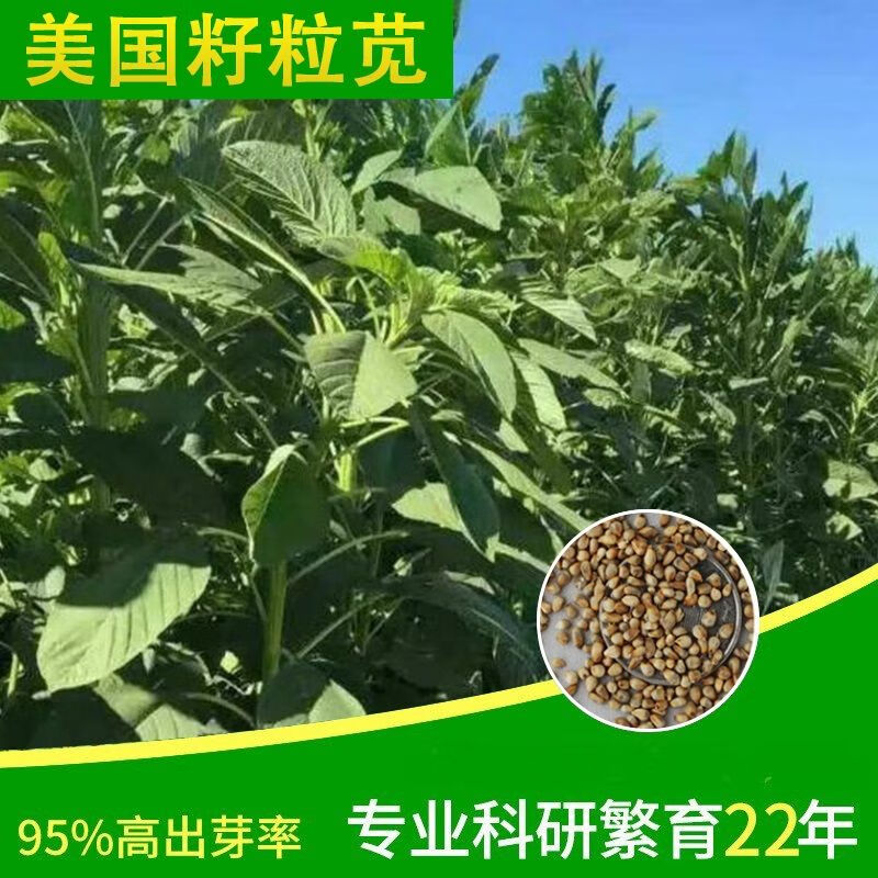 赤卉美国籽粒苋高产牧草种子猪牛羊兔鸡鸭鹅鱼草种籽再生春季再生