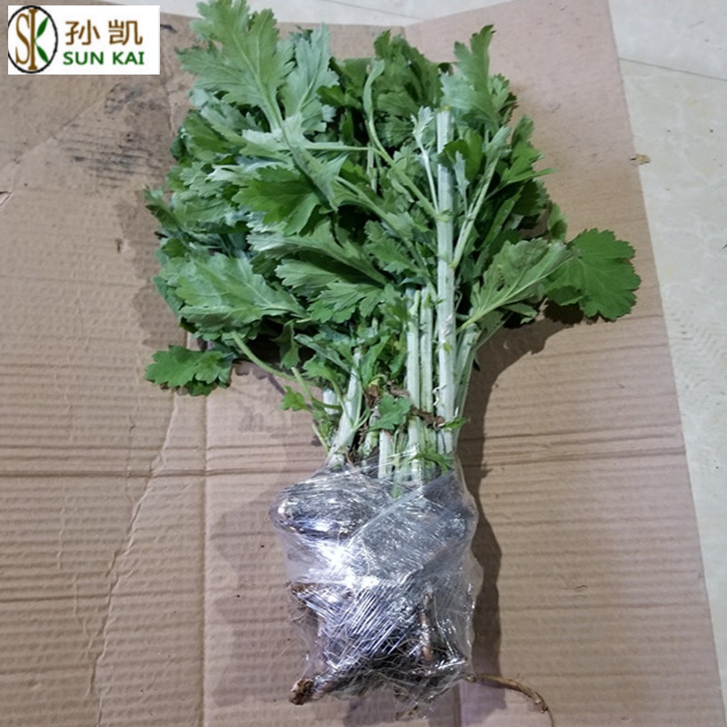 大叶艾草苗野生四季种植 艾草根纯种苗 盆栽洗澡艾草