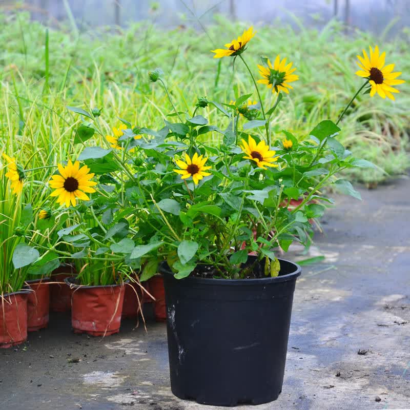 晗畅矮向日葵盆栽苗观赏型光辉岁月带花迷你小向日葵 1盆光辉岁月