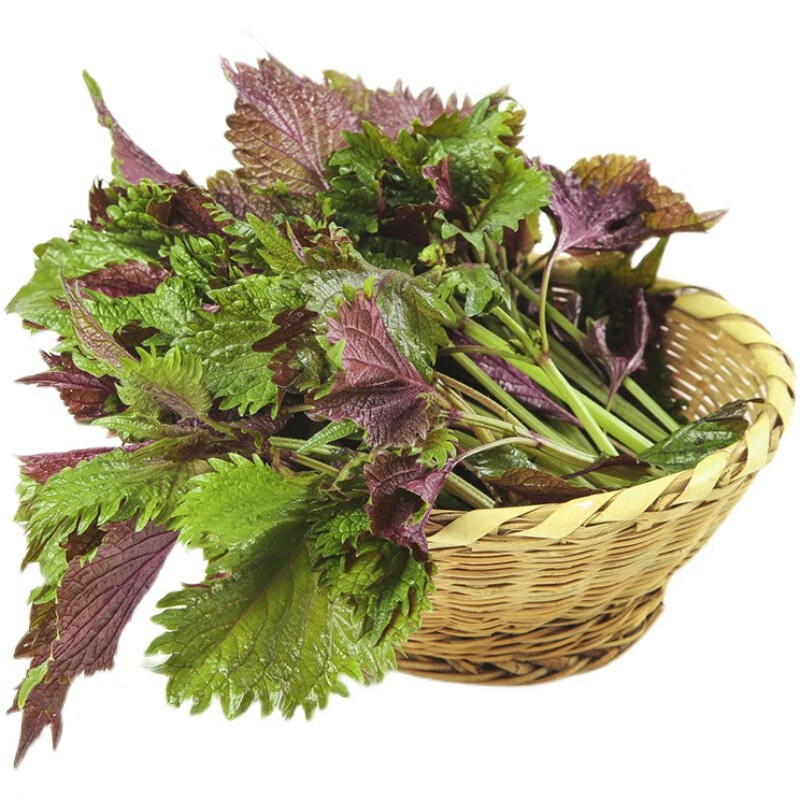 臻欣鲜 新鲜紫苏叶 紫苏鱼虾蛙去腥调味菜 食用苏子叶饭店常用 鲜紫苏