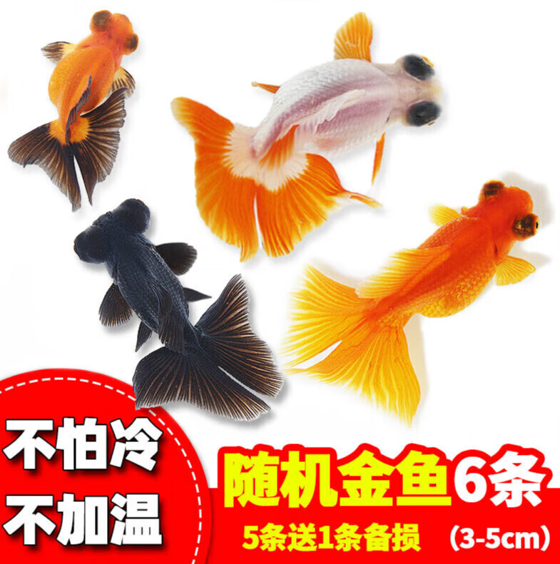 【新品】　奥村拓也　金魚　掛軸 新品】 奥村拓也 金魚 掛軸