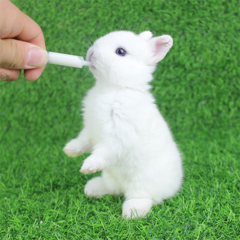 【奇趣小宠】兔子活物侏儒兔宠物兔活体长不大小型茶杯兔荷兰纯种白兔