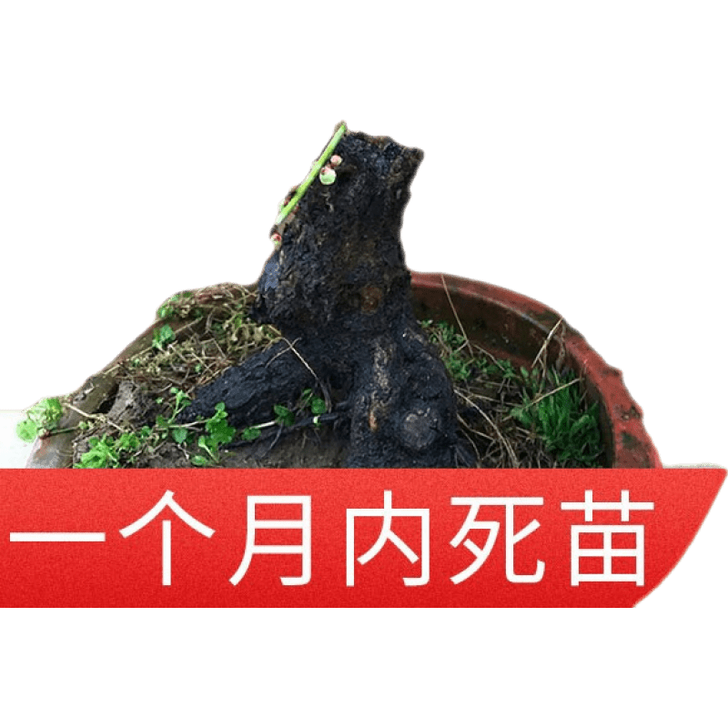 昊蘭諾綠梅盆景樹樁盆栽濃香耐寒綠萼梅花苗陽臺庭院花卉植物室內(nèi)外四季 綠梅8年樹樁(盆景型) 不含盆