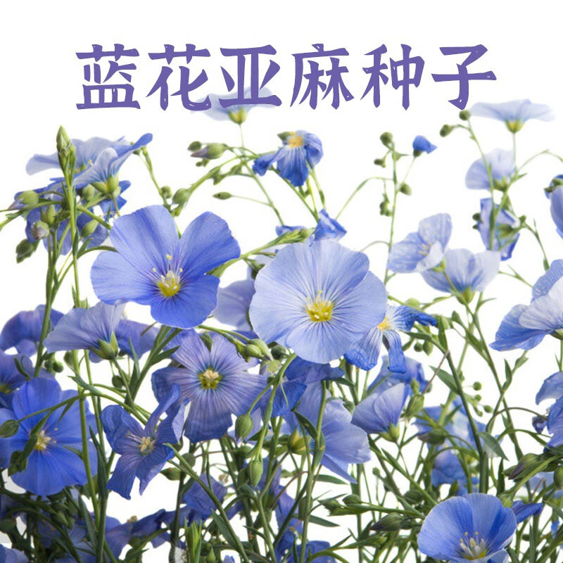 独步寻花蓝花亚麻花种子阳台盆栽庭院花坛四季播种易活多年生蓝紫花卉