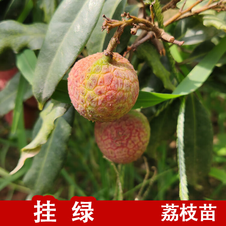 姒桀增城挂绿荔枝苗名贵品种果树荔枝王盆栽嫁接高压原土带叶包邮