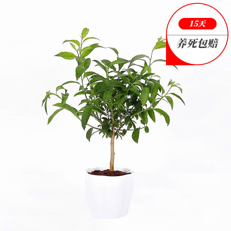 夜来香 相关京东优惠商品排行榜 8 价格图片品牌优惠券 虎窝购