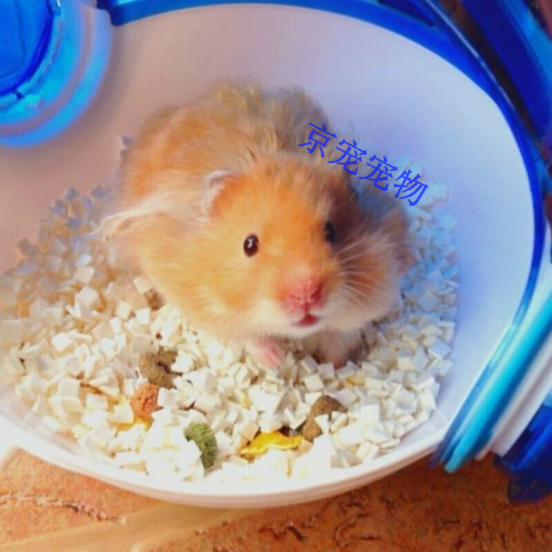 采缇(caiti)【家养】长毛金丝熊蜜色杂银米熊鸽灰长毛鼠纯银 长毛肉桂