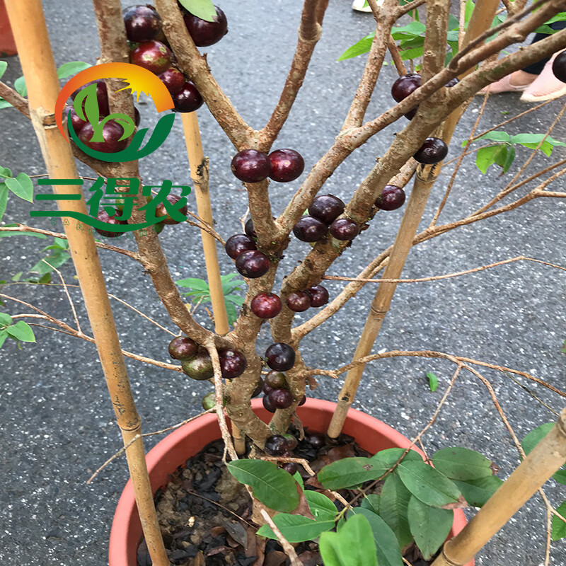 多枝树葡萄苗庭院盆楼顶阳台南北方种植 四季早生4年苗(当年开花结果)