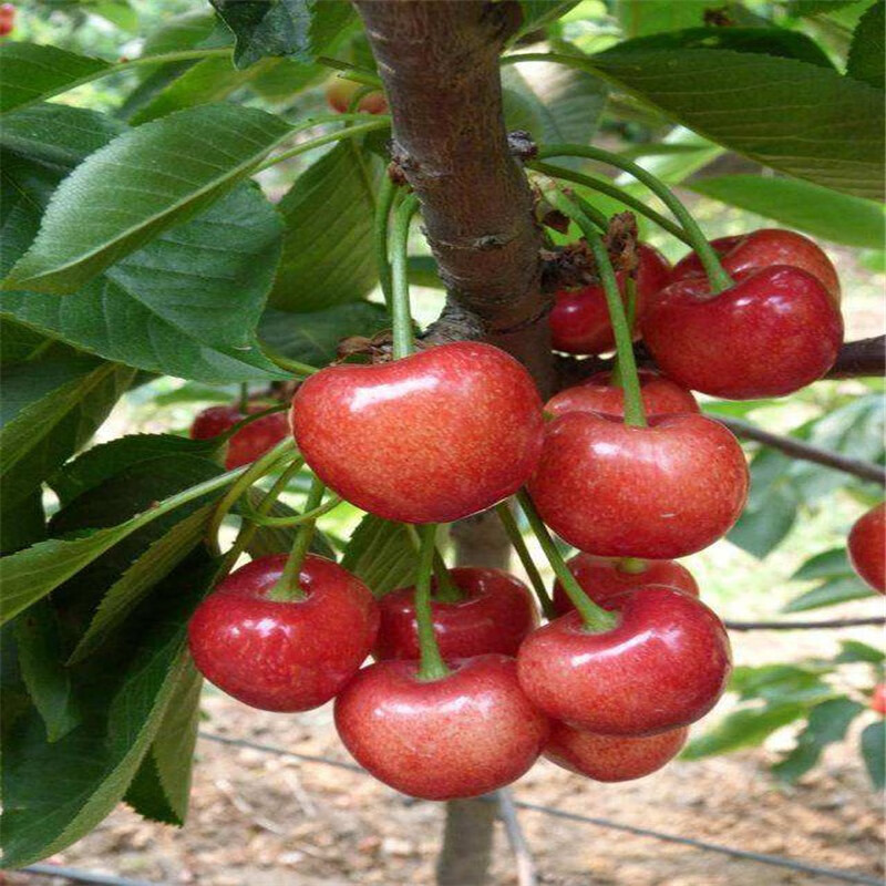 嫁接车厘子树苗樱桃苗南北方庭院阳台盆栽地栽果树苗 钻石之光樱桃 八