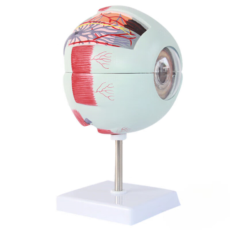 医用人体眼球解剖模型 眼睛模型 眼科眼球放大模型 眼睛结构模型