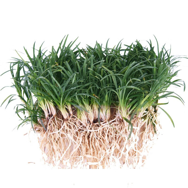 麦冬草苗 地被植物 大中细青叶麦冬 金边麦冬 日本矮麦冬 庭院绿化