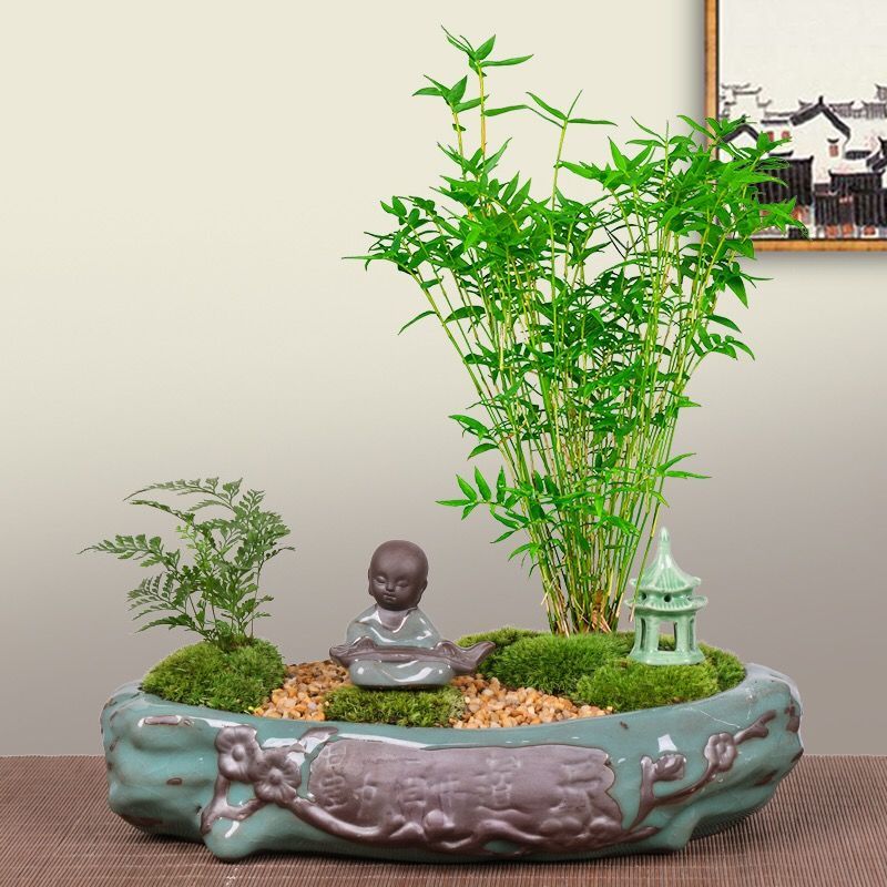 旭杉斯 适用于米竹盆栽盆景植物四季常绿驱蚊竹造景竹微景观盆景竹