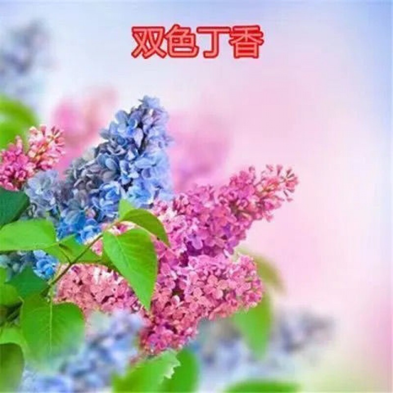 紫色花 相关京东优惠商品潜力降序 价格图片品牌优惠券 虎窝购