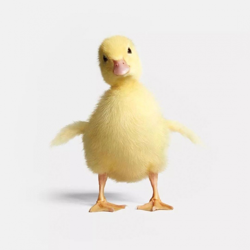 朴彩(pucai)宠物小黄鸭网红小鸭子小萌鸭包活到家儿童玩伴宠物小黄鸭
