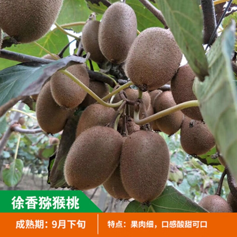 娅皙猕猴桃树苗徐香翠香软枣猕猴桃盆栽地栽庭院南方北方种植当年结果
